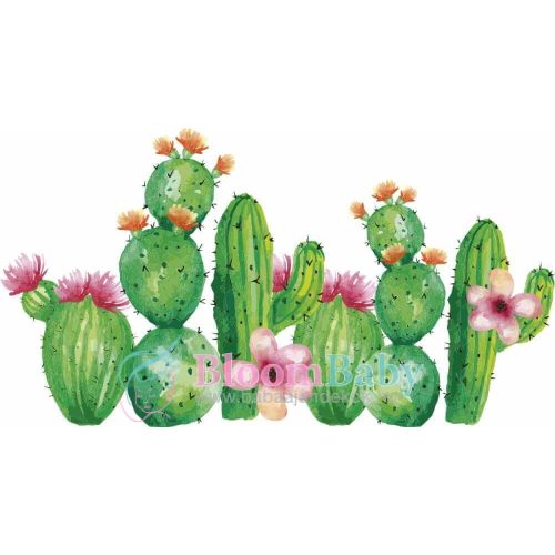 Falmatrica - Kaktuszok XL
