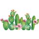 Falmatrica - Kaktuszok XL